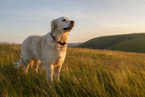 dog enjoying evening sun walk