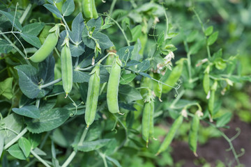 Green peas in the garden