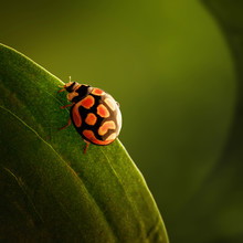 Ladybug  Perched On Green Leaf