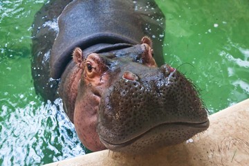 adult hippo swimming in a pool