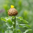 Großköpfige Flockenblume / Stout knapweed