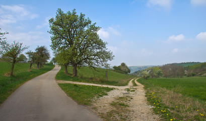 Fork in the road / Spring landscape with a fork in the road