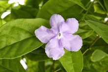 Violet Brunfelsia Jasmine Flower