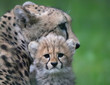 Close-up view of a Cheetah cub in front of his mother 02
