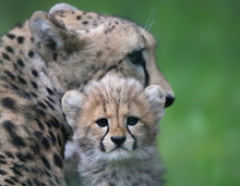 Close-up View Of A Cheetah Cub In Front Of His Mother 02