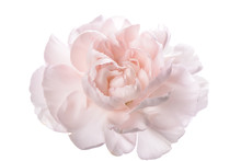 Closeup Of Pink Carnation