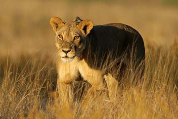 Wall Mural - a lioness (panthera leo) walking in early morning light, kalahari desert, south africa
