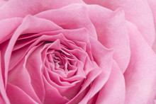 Closeup Of Pink Rose In Full Bloom