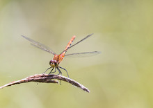 White-faced Meadowhawk Dragonfly On Twig