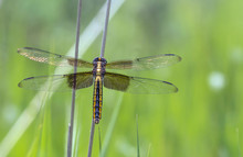 Widow Skimmer Dragonfly On Twig
