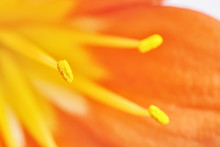 Closeup Of Stamen Of Kaffir Lily Flower