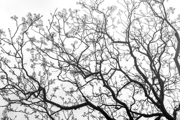 art of tree branch