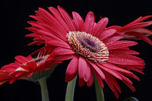 Red Flower Gerbera Flower With Drops On Black Background Close Up Wet Red Gerbera