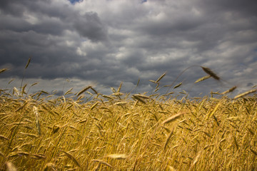 rye field