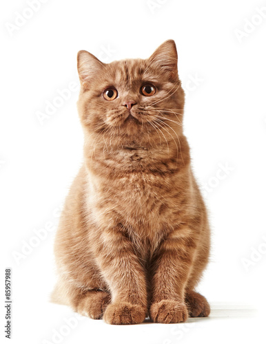 260 463 Little Cute Cat Wall Murals Canvas Prints Stickers Wallsheaven