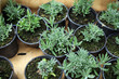 Seedlings lavender in pots ready for shipment. Nursery garden and sale of plants