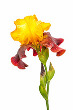 Wet Red And Yellow Iris Flower Isolated On White Background