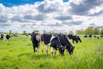 Wall Mural - Holstein-Frieser cows on a meadow