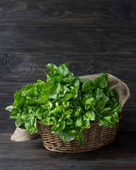 Wall Mural - Fresh green organic lettuce in a basket on a wooden rustic background