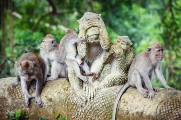 long-tailed macaques
