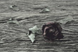 Dried Rose on old wooden background, broken heart concept