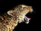 Fototapeta Zwierzęta - Leopard