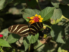 Zebra Longwing, Heliconius Charitonius, Butterfly Is Also Called The Zebra Heliconian. It Is Found In South And Central America