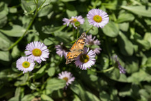 Painted Lady Butterfly, Cynthia Genus In Spring