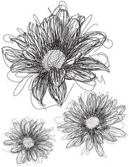 Wall Mural - Daisy sketches