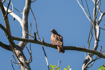 black kite