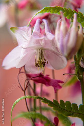 Blüte einer Akeleien