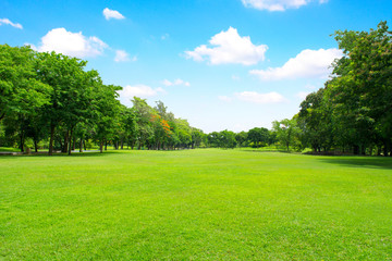 Green park and tree