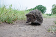 Hedgehog on the grass