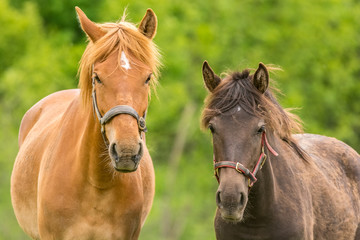 Naklejka na meble Two horses lookin somewhat curoius.