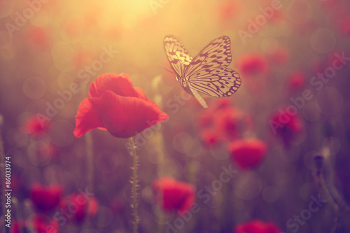 Photographie  Poppy et le papillon