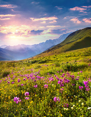 Wall Mural - Blooming pink flowers in the Caucasian mountains