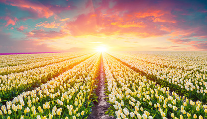 Sticker - Fields of blooming white tulips at sunrise