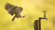 coming into land, a wild little owl landing on an old water tap