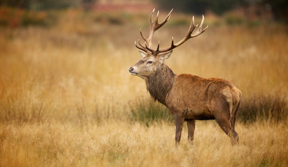 Wall Mural - red deer stag