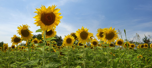 Canvas Print - girasole