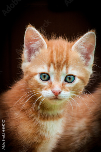 pomaranczowy-kotek