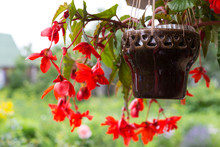 Beautiful Decorative Red Flowers