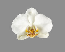 White Orchid Flower Isolated On Grey