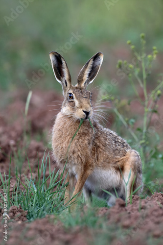 Fotografía Brown hare, Lepus europaeus