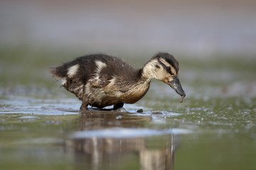 Wall Mural - mallard, anas platyrhynchos