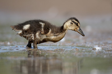 Wall Mural - mallard, anas platyrhynchos