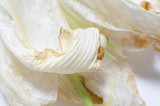 wthered lilly flower