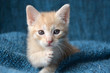 © mw47 - Cute orange tabby kitten with paw up, looking