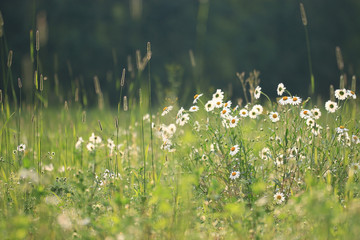 wild flowers in the field