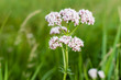 Soft pink blooming valerian  plant